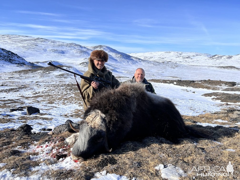 Muskox Hunting Greenland