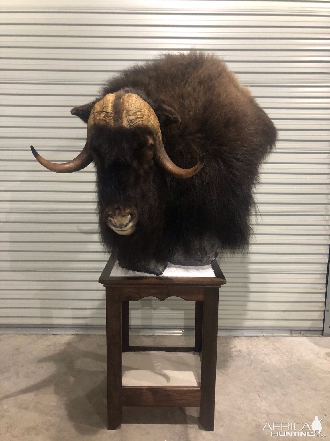 Muskox Shoulder Mount Taxidermy