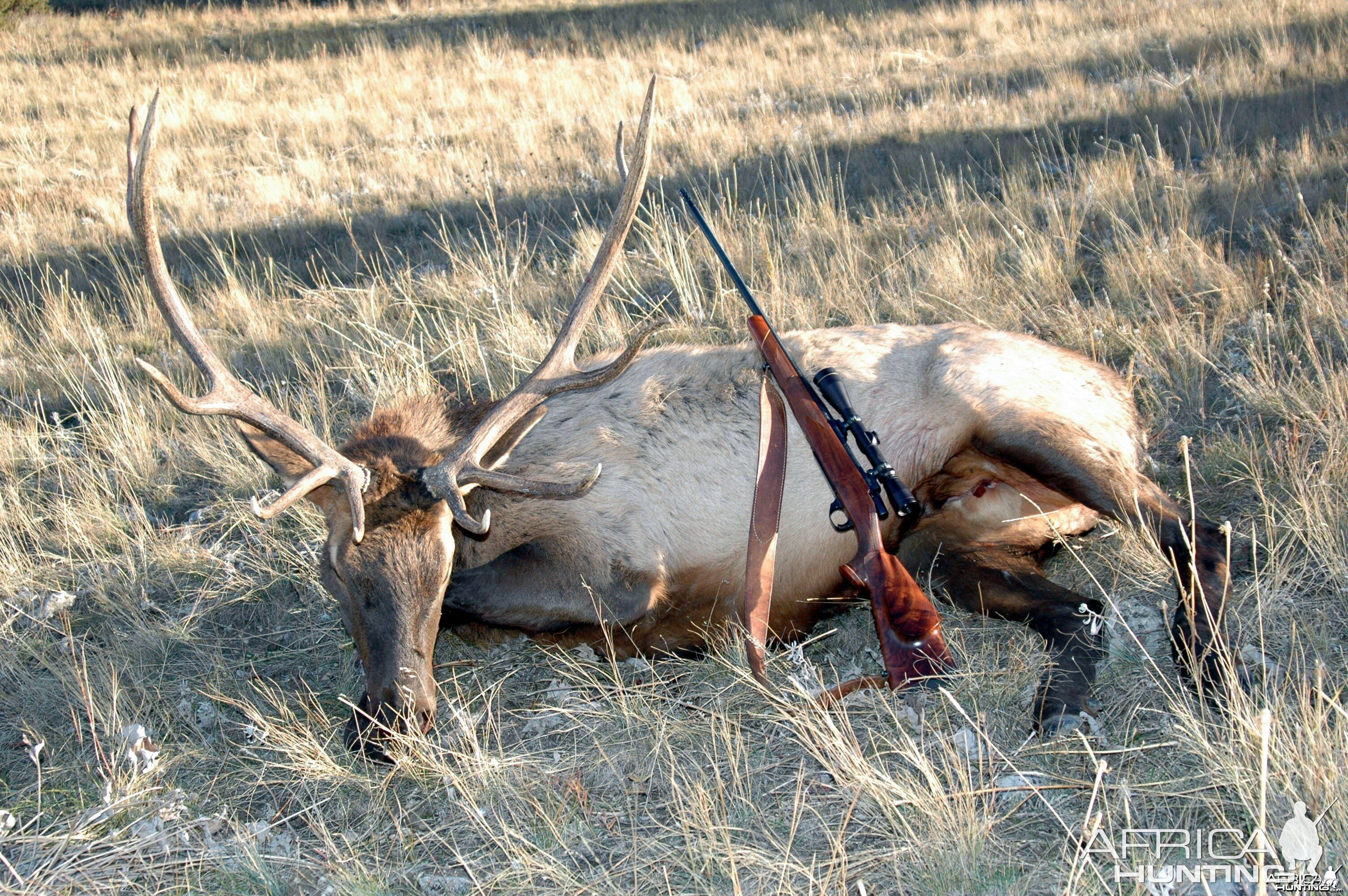 My 2013 Bull Elk and my .300 Weatherby