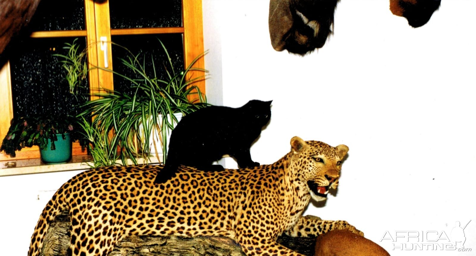 My best Leopard Full Mount Taxidermy