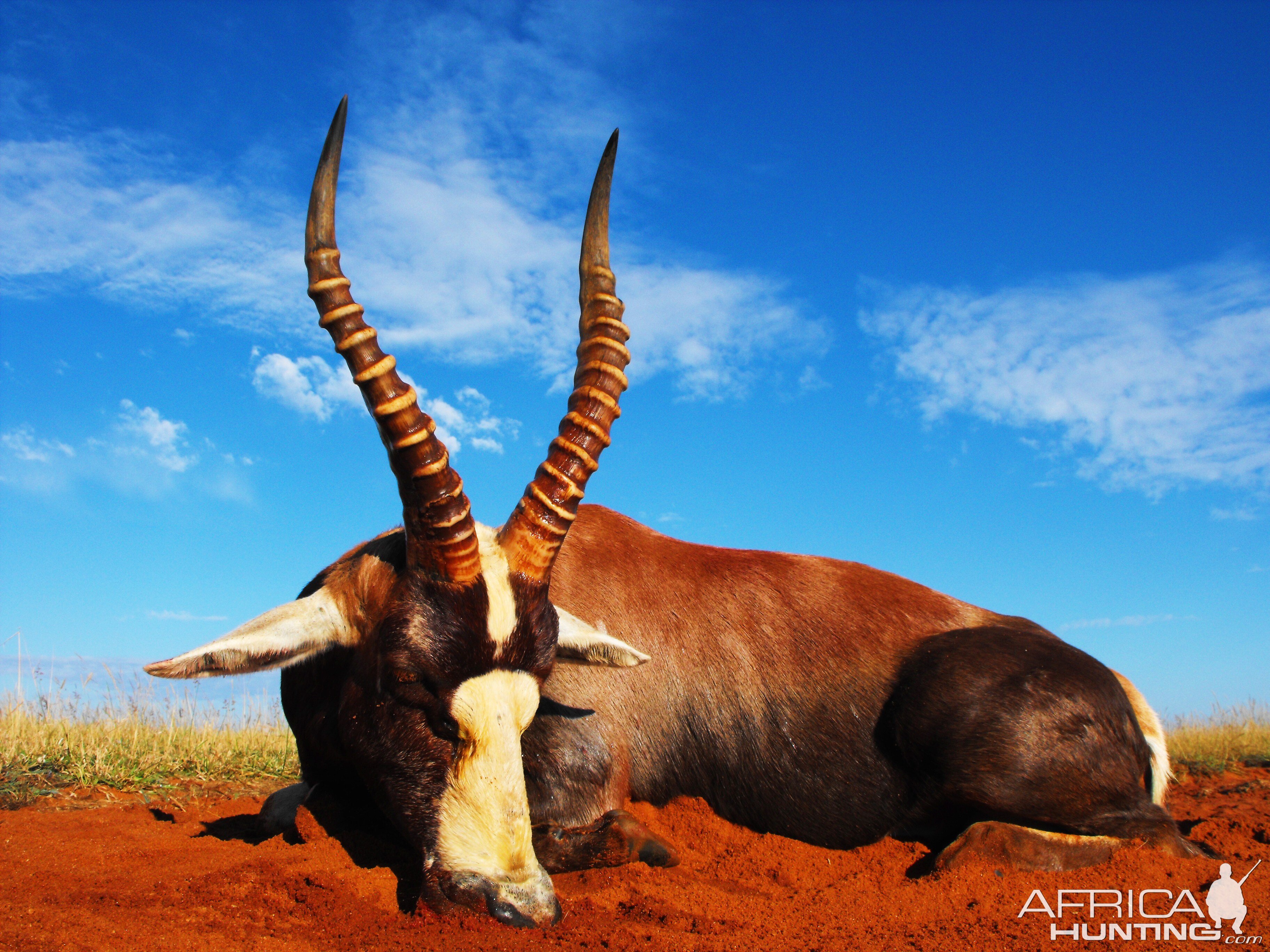 My brothers first African animal - Nice 17 inch Blesbok