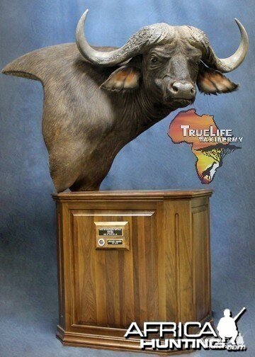 My Caprivi Bull from TrueLife Taxidermy