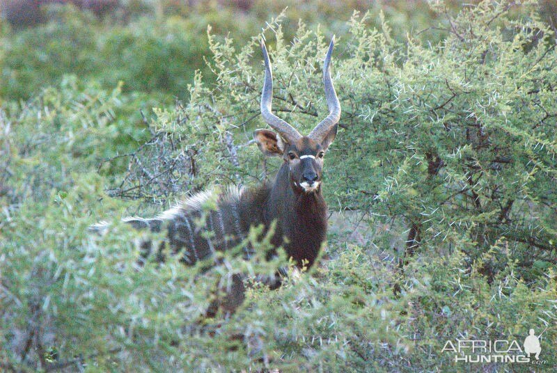 My favorite picture from the Kruger Park