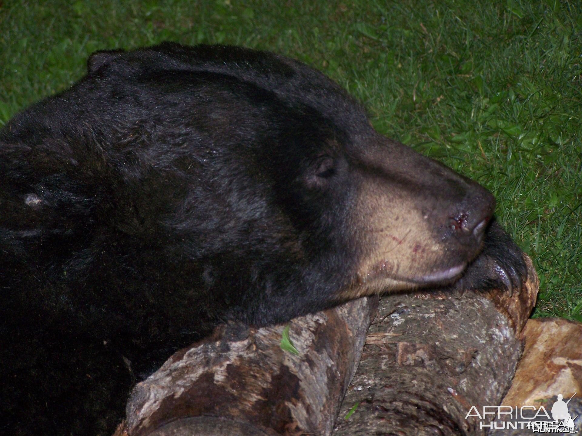 My First Black Bear