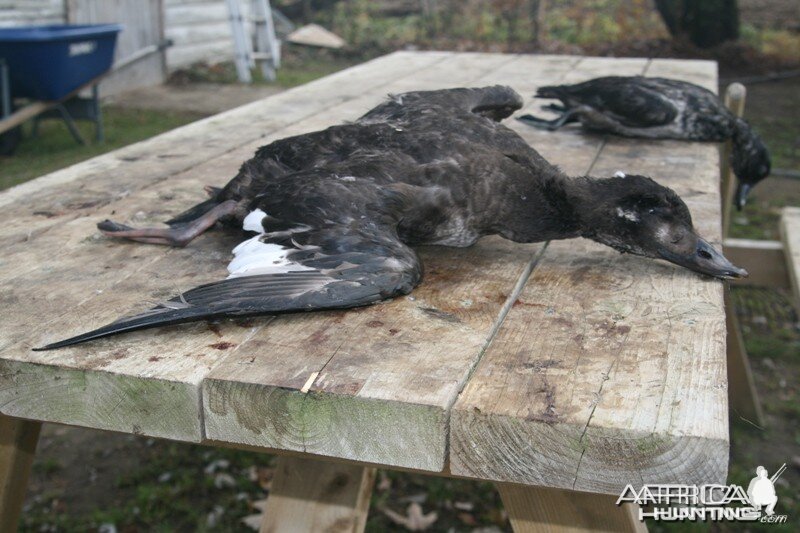 My first White-winged Scoter