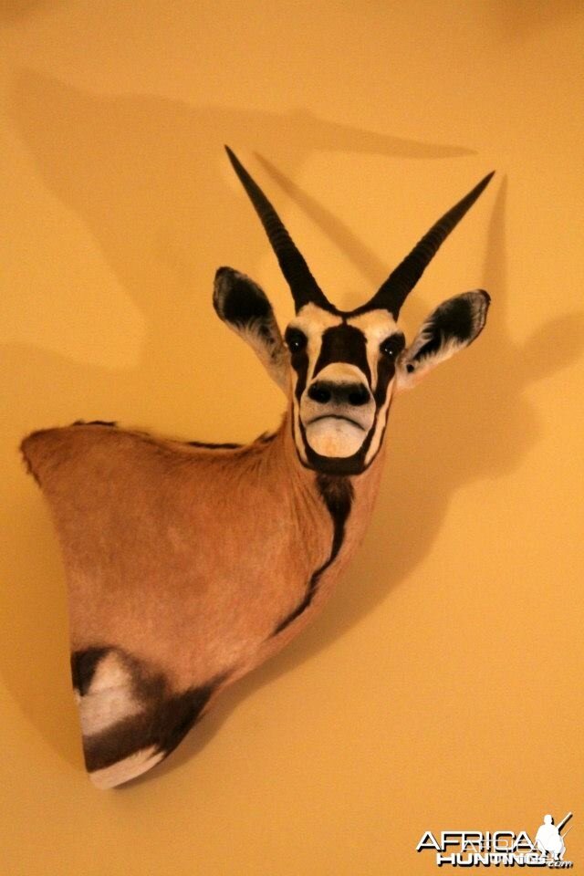 My Gemsbok Hunted in the Eastern Cape of South Africa