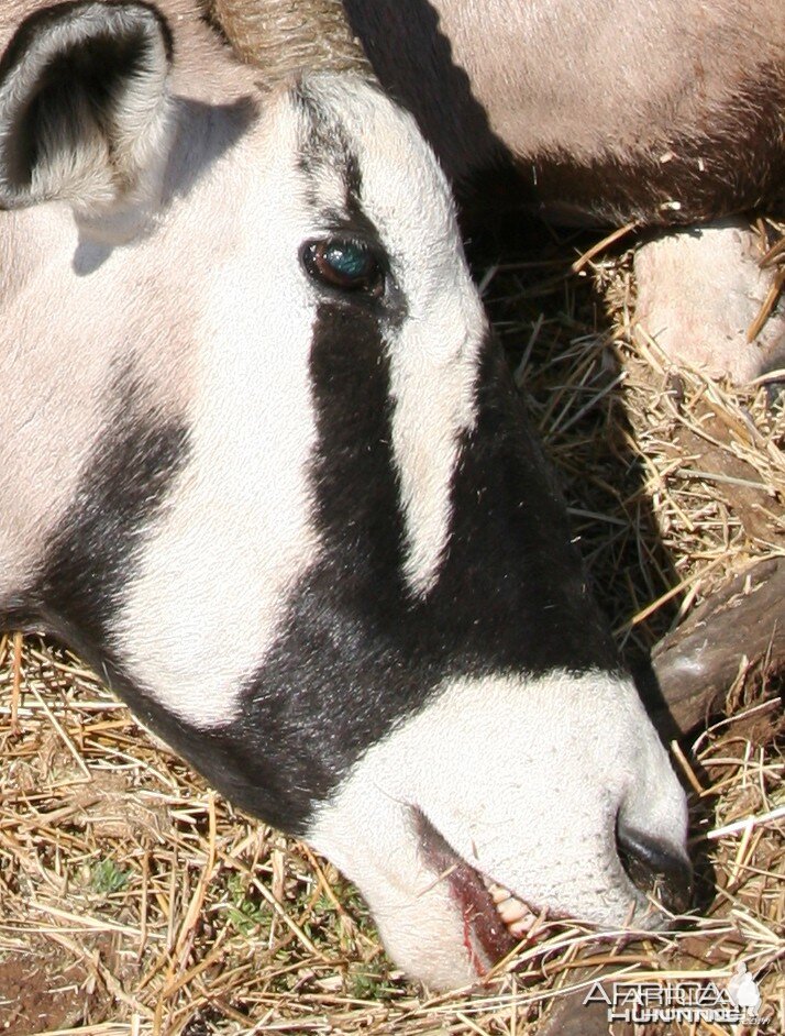 My Gemsbok Right Face