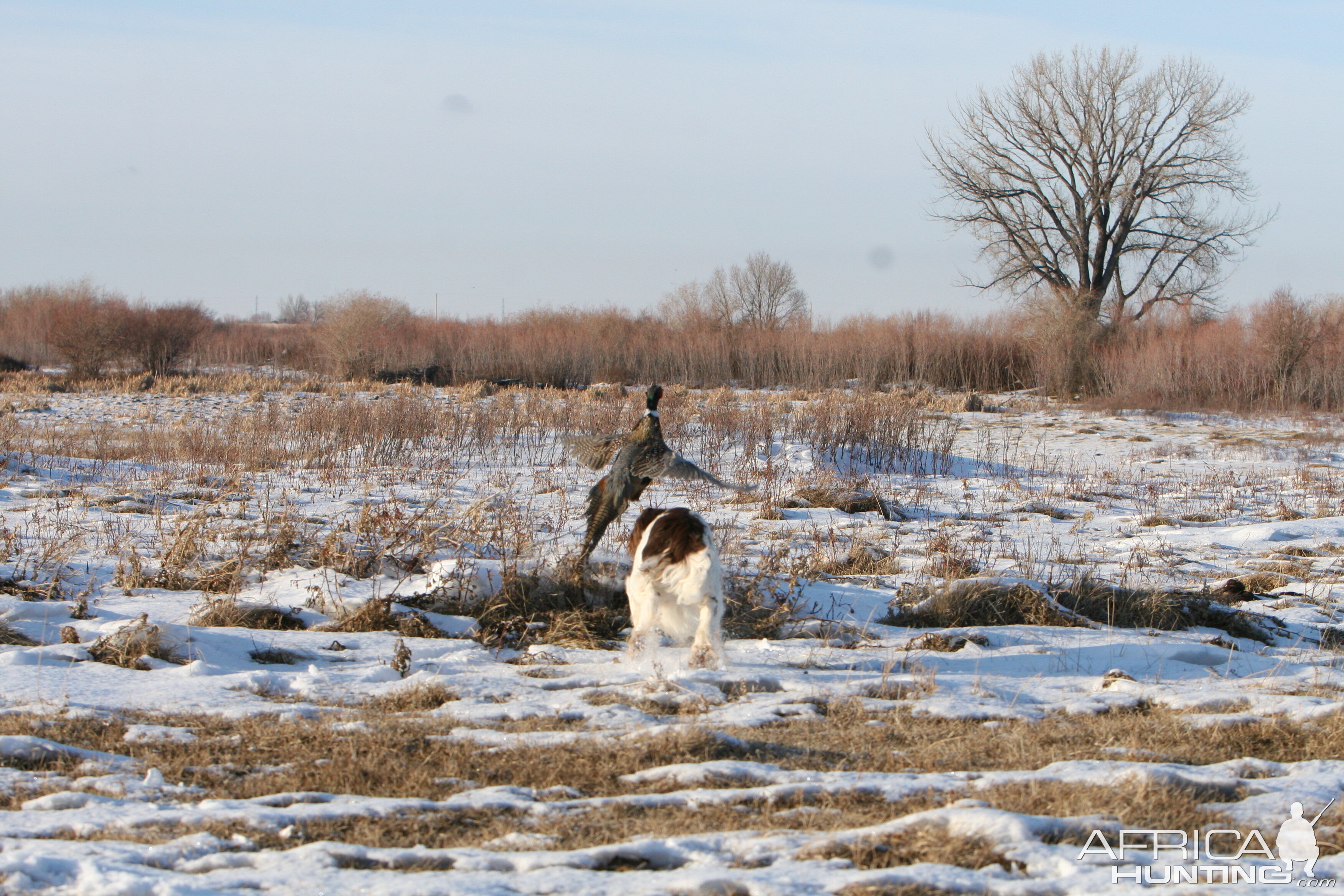 My hunting dog