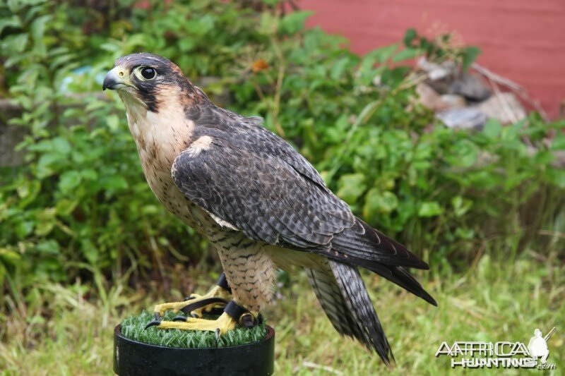 My hunting female Barbary Falcon