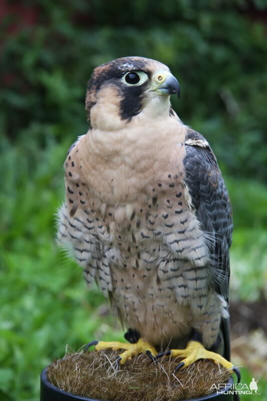 My hunting male Barbary Falcon