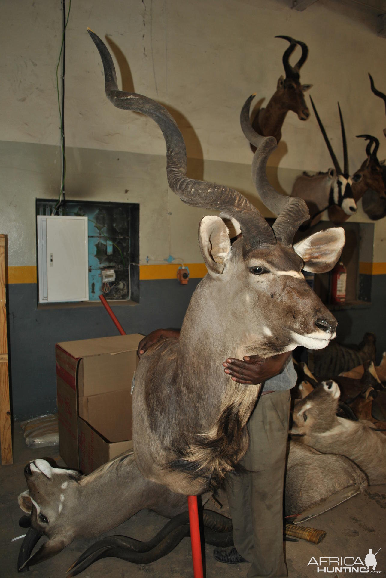 My Kudu at the taxidermist in SA