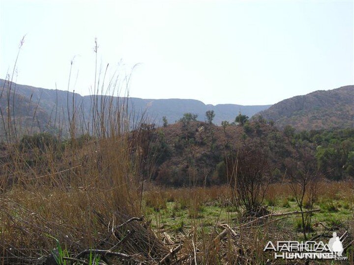 My Leopard Hunt with Motsomi Safaris in South Africa