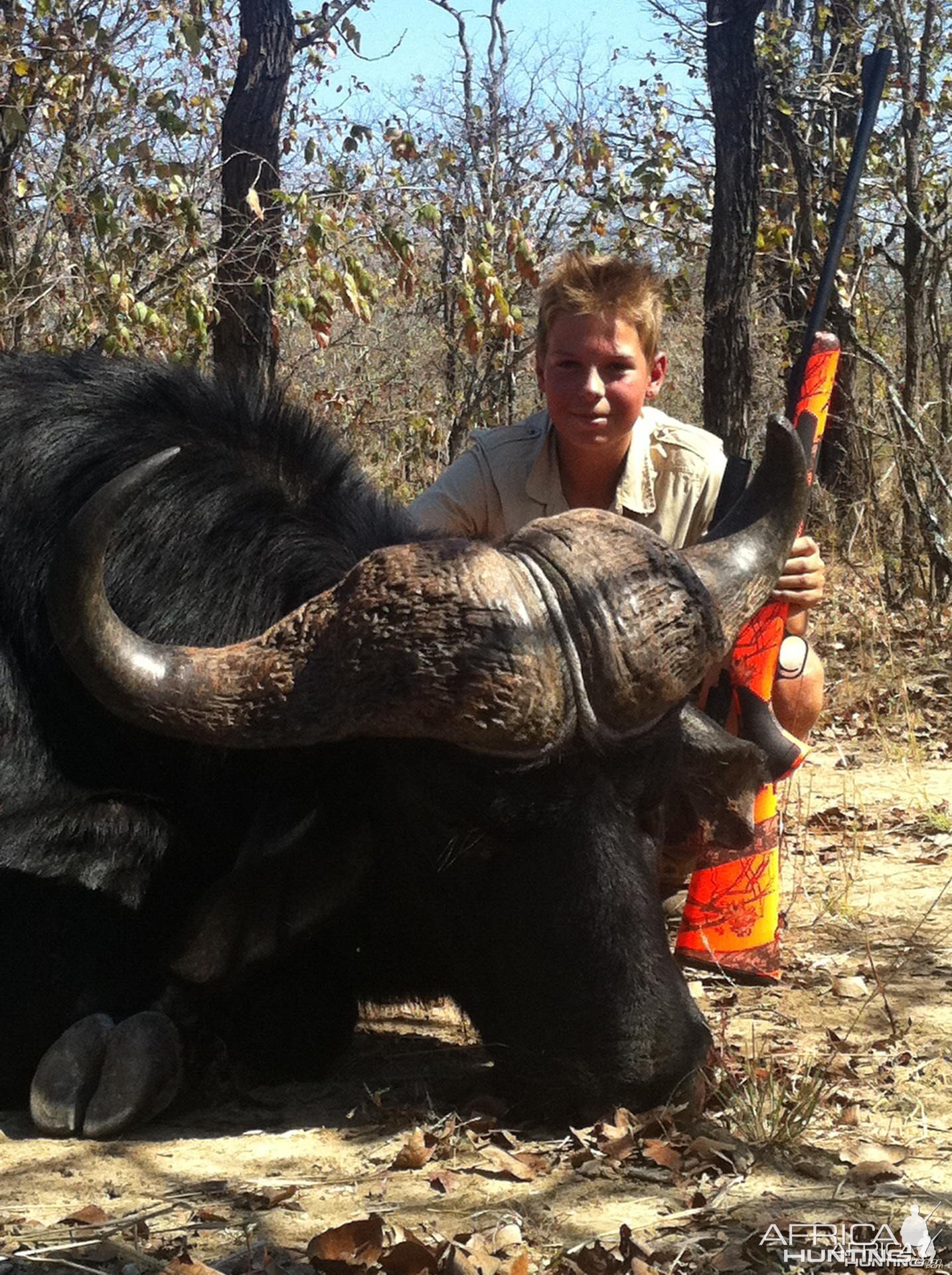 My son Buffalo hunted in Zimbabwe