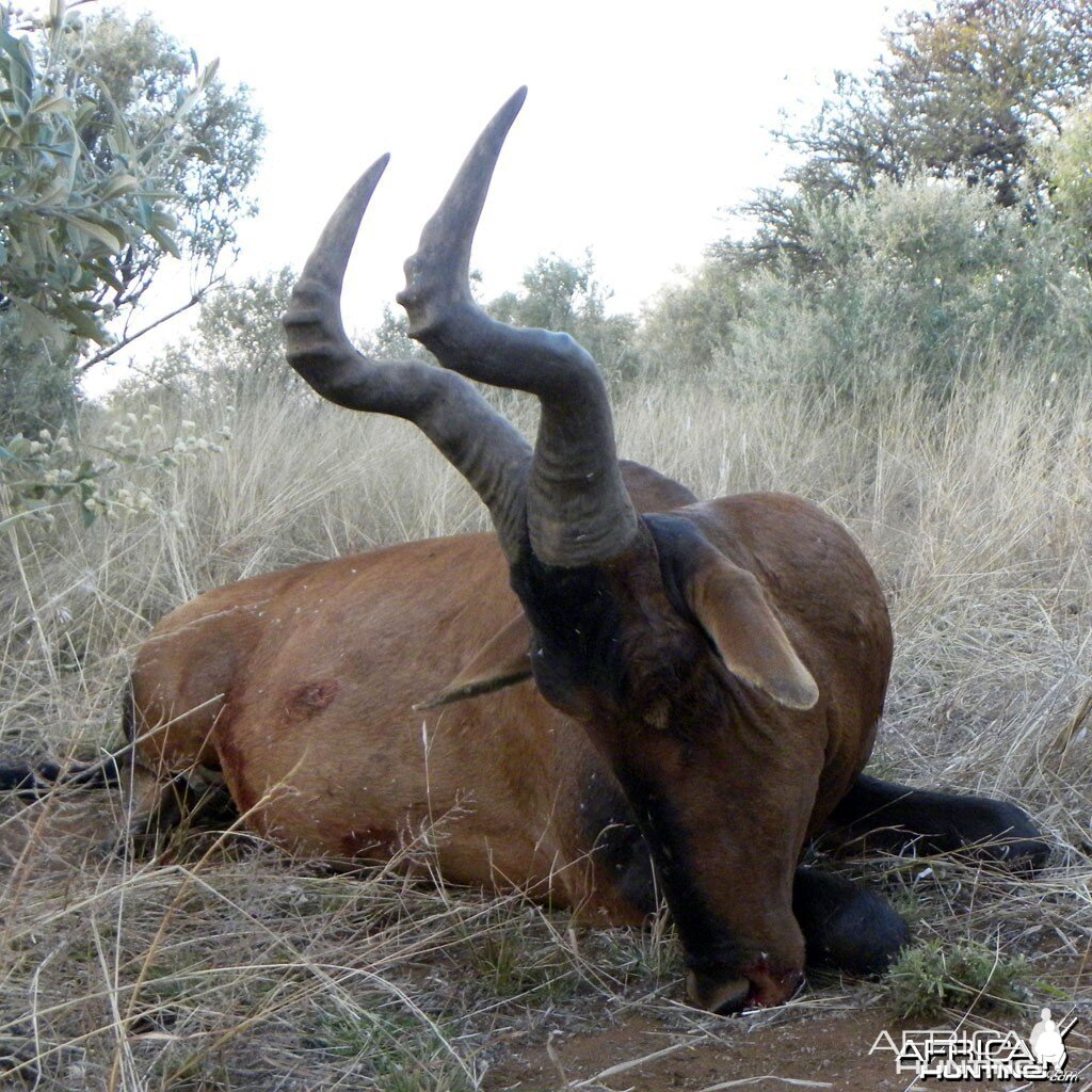 My very nice Red Hartebeast bull trophy taken in Namibia