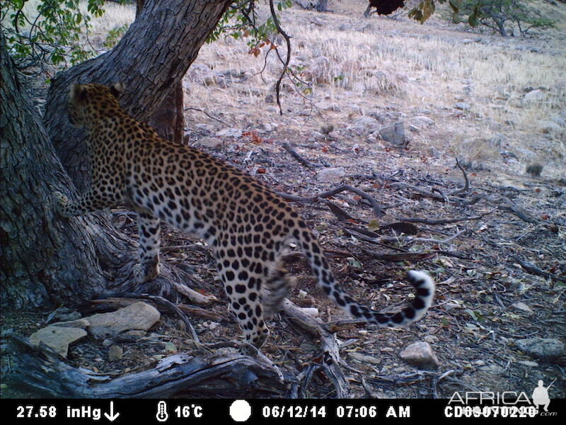 Nambia Leopard Trail Cam