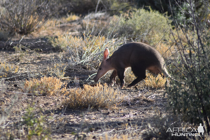 Namibia Aardvark