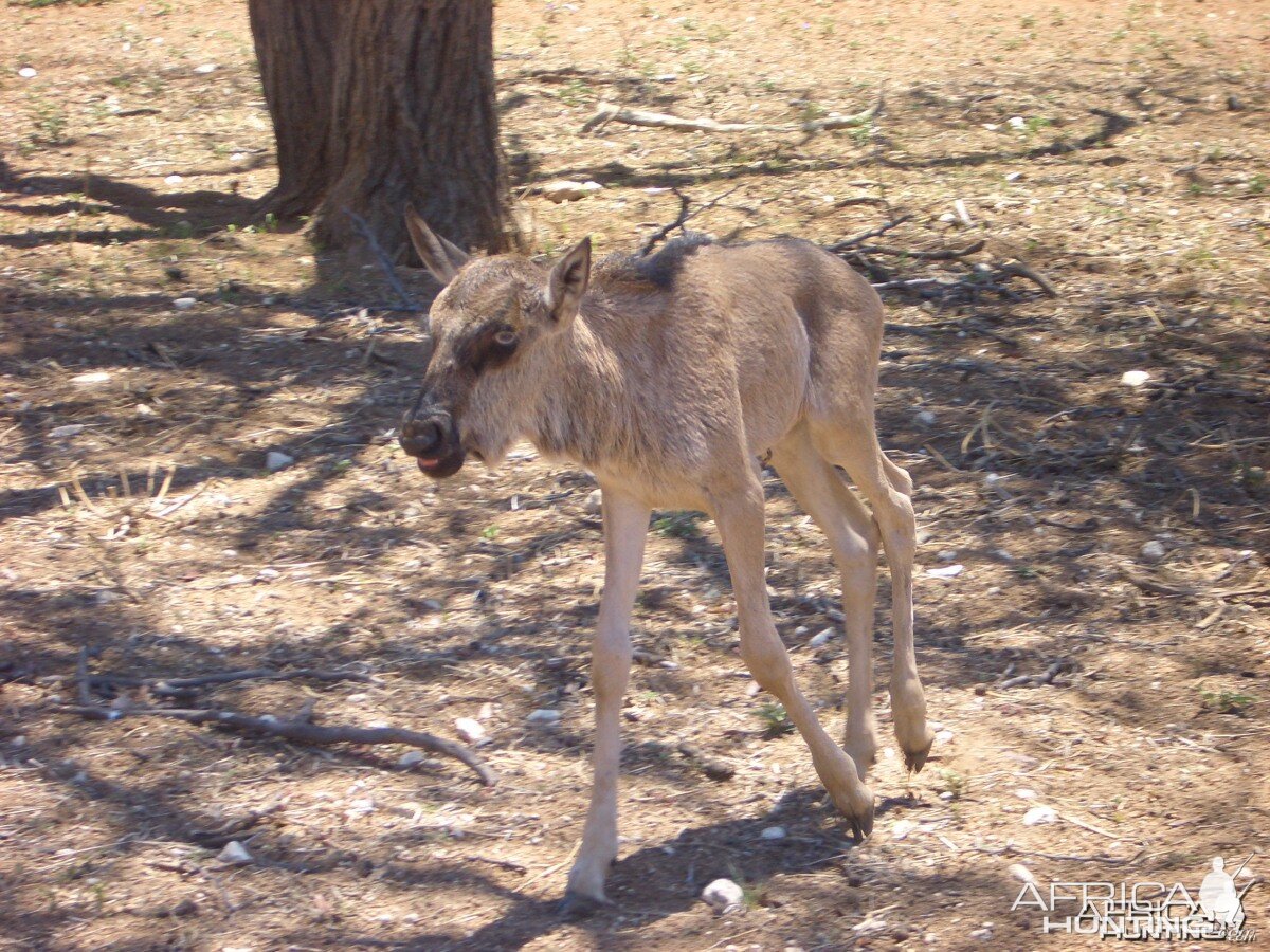 Namibia - Baby Wildebeest