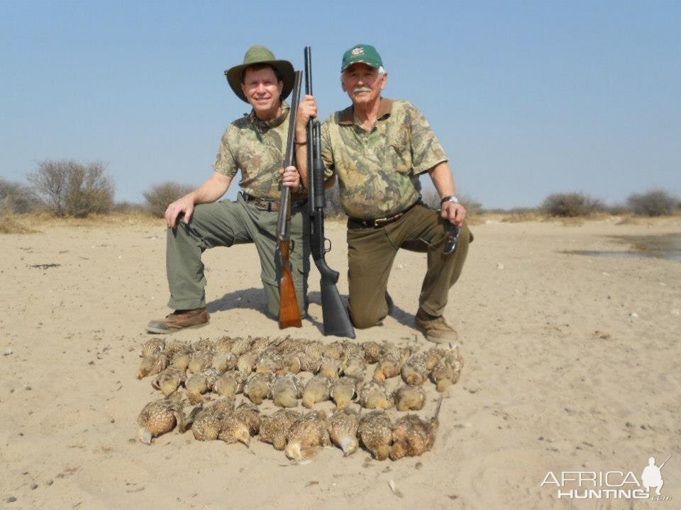 Namibia Bird Hunting Sandgrouse