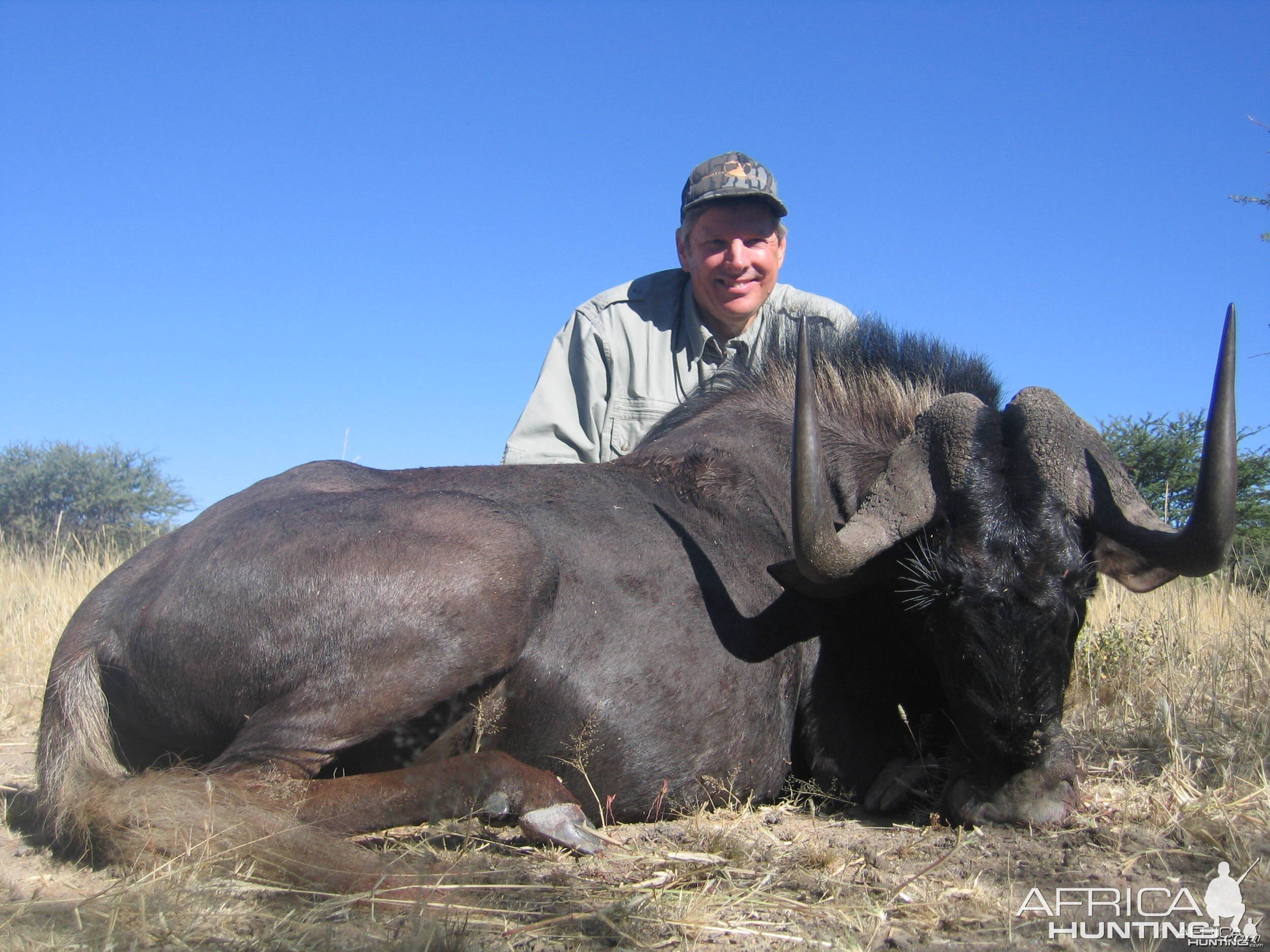 Namibia Black Wildebeest