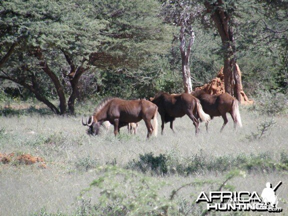 Namibia Black Wildebeest