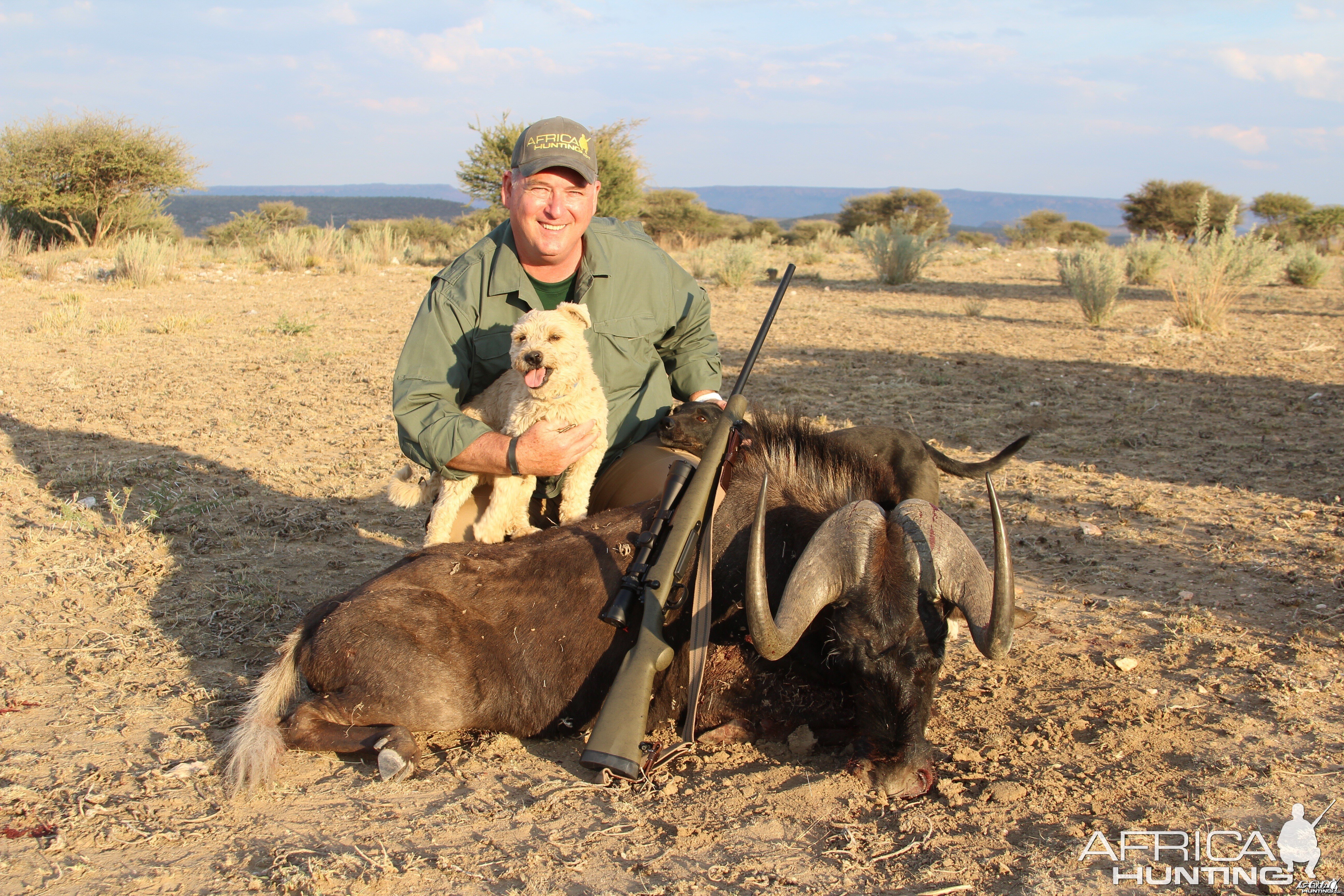 Namibia black wildebeest