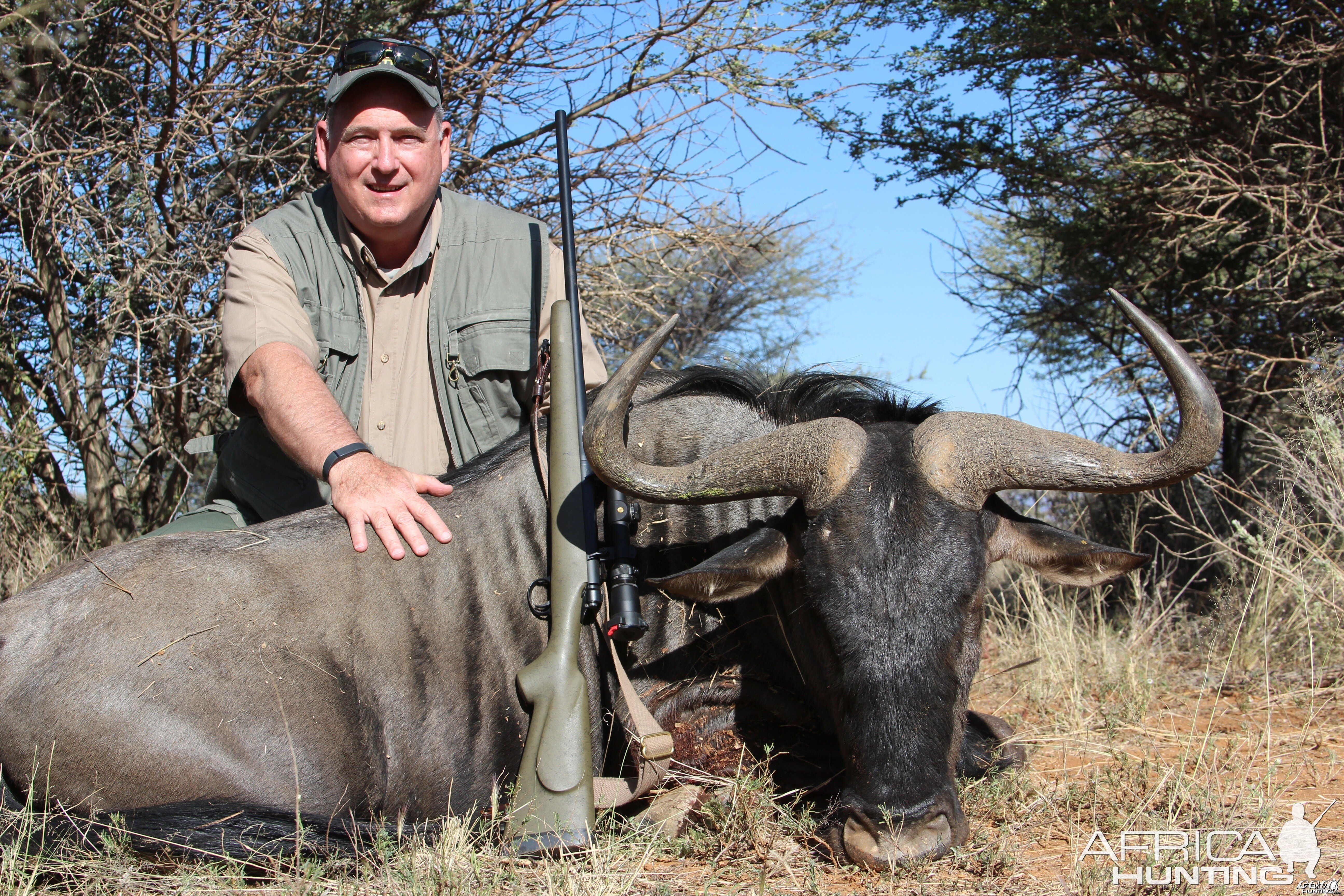 Namibia  blue wildebeest