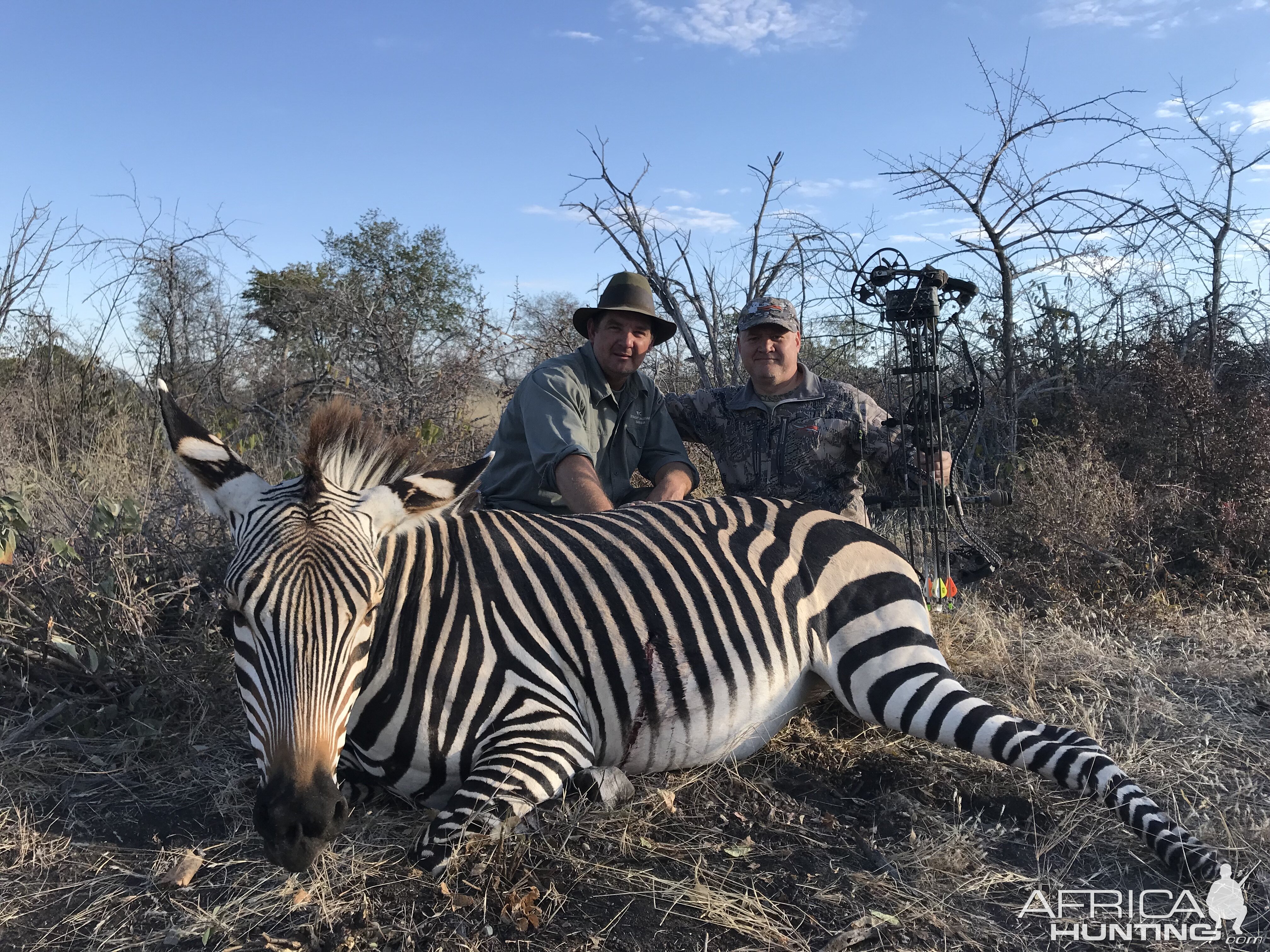 Namibia Bow Hunt Hartmann's Mountain Zebra