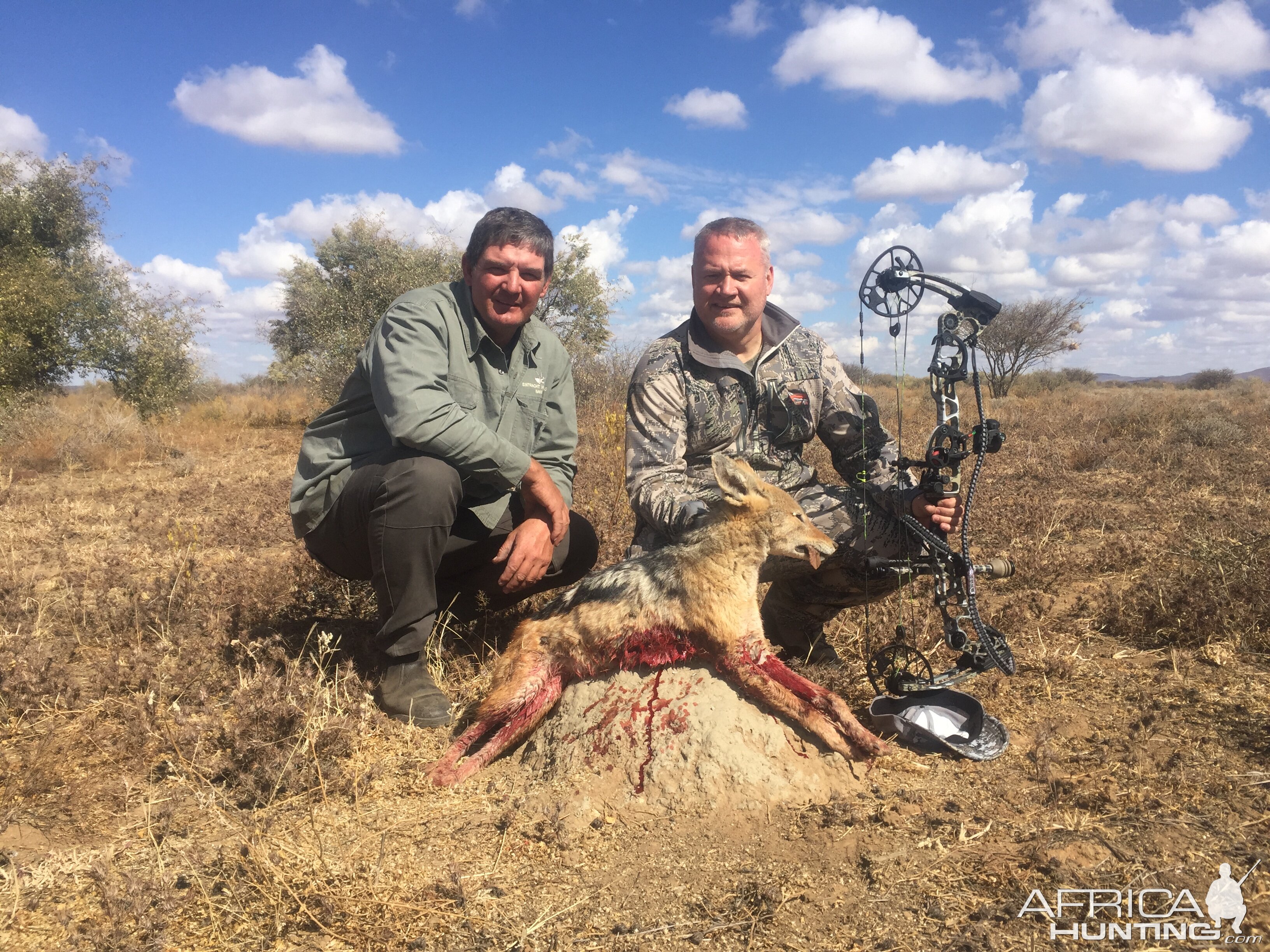 Namibia Bow Hunt Jackal