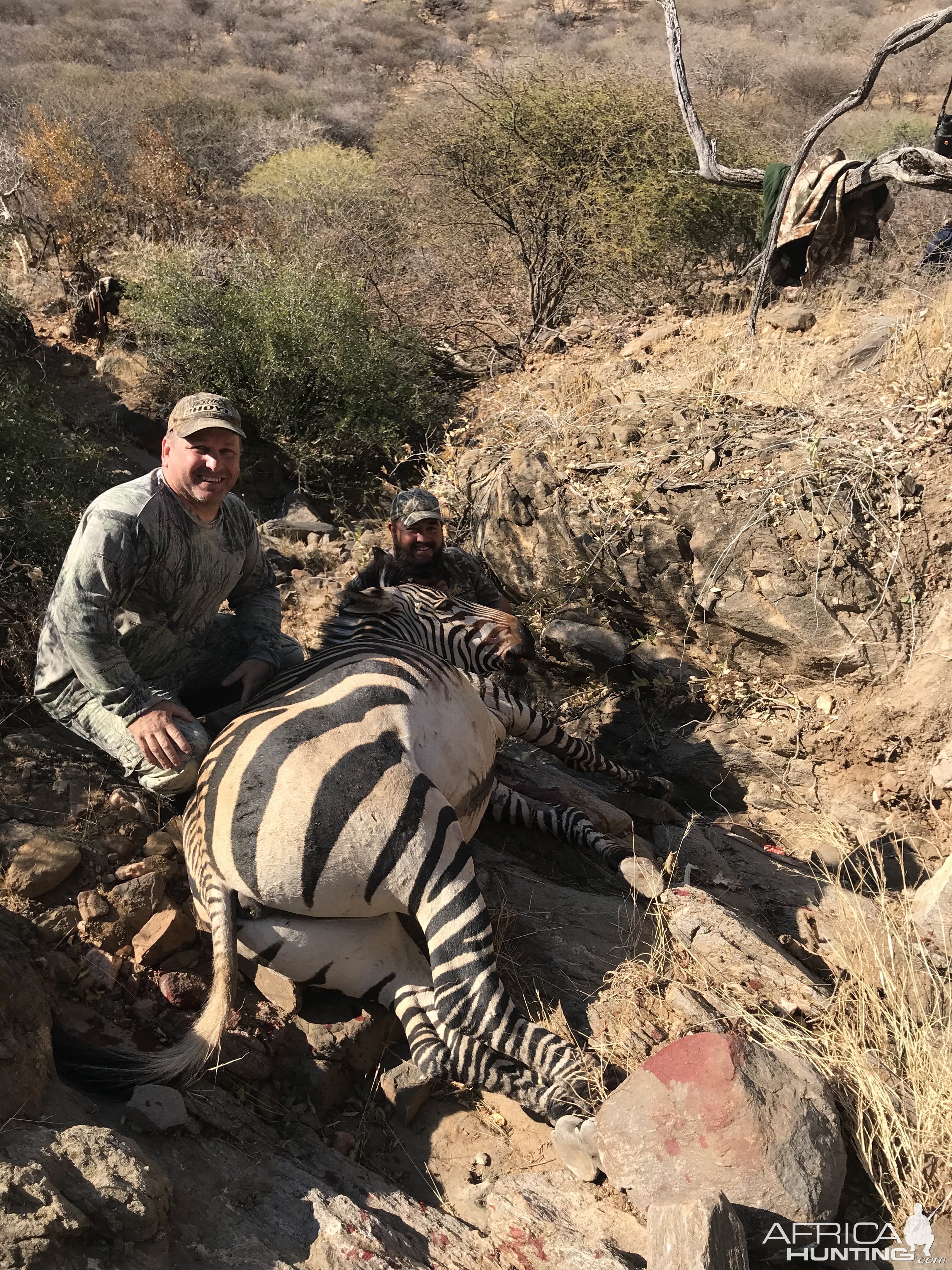 Namibia Bow Hunting Hartmann's Mountain Zebra