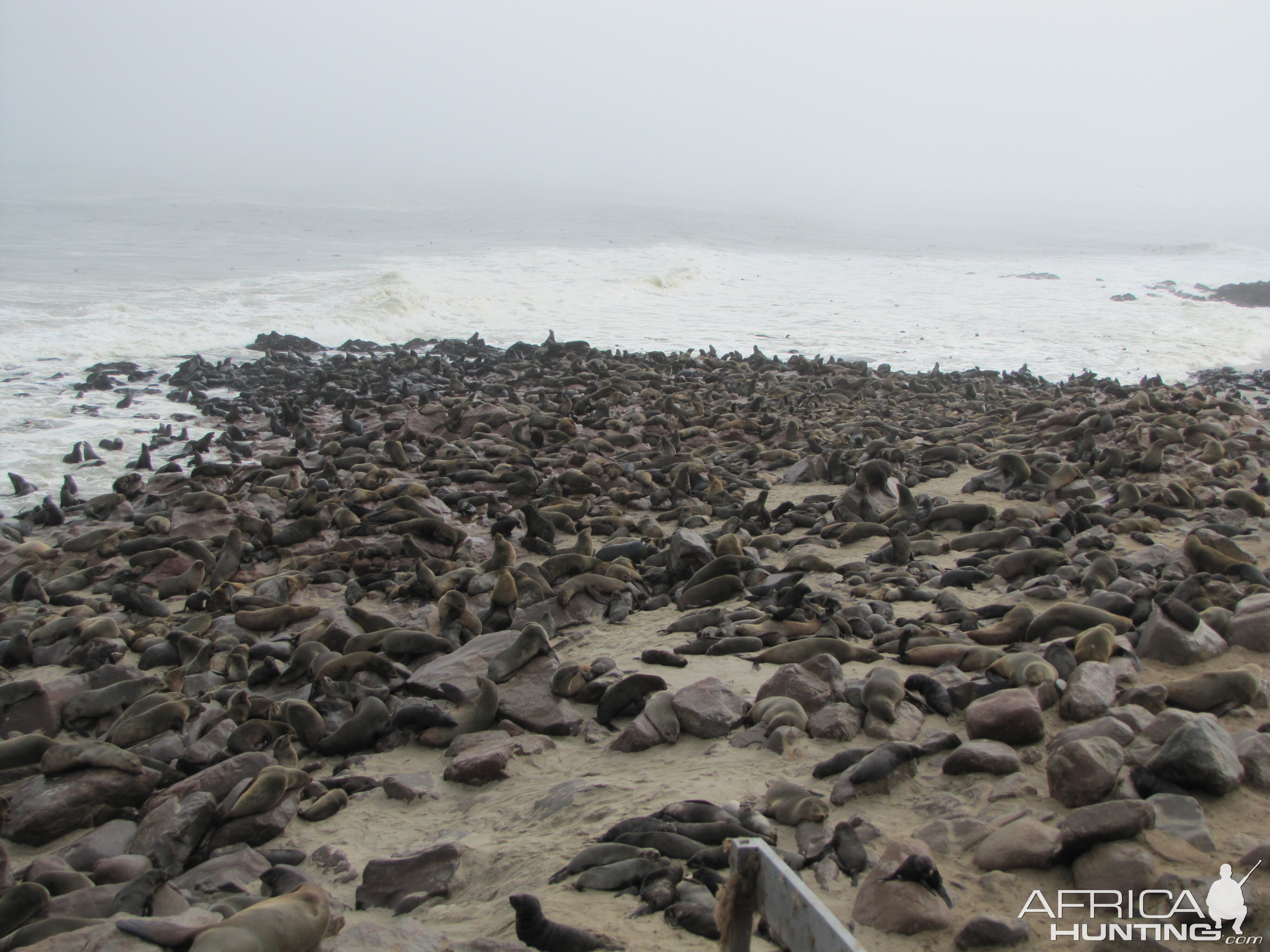 Namibia Cape Cross Seal Colony