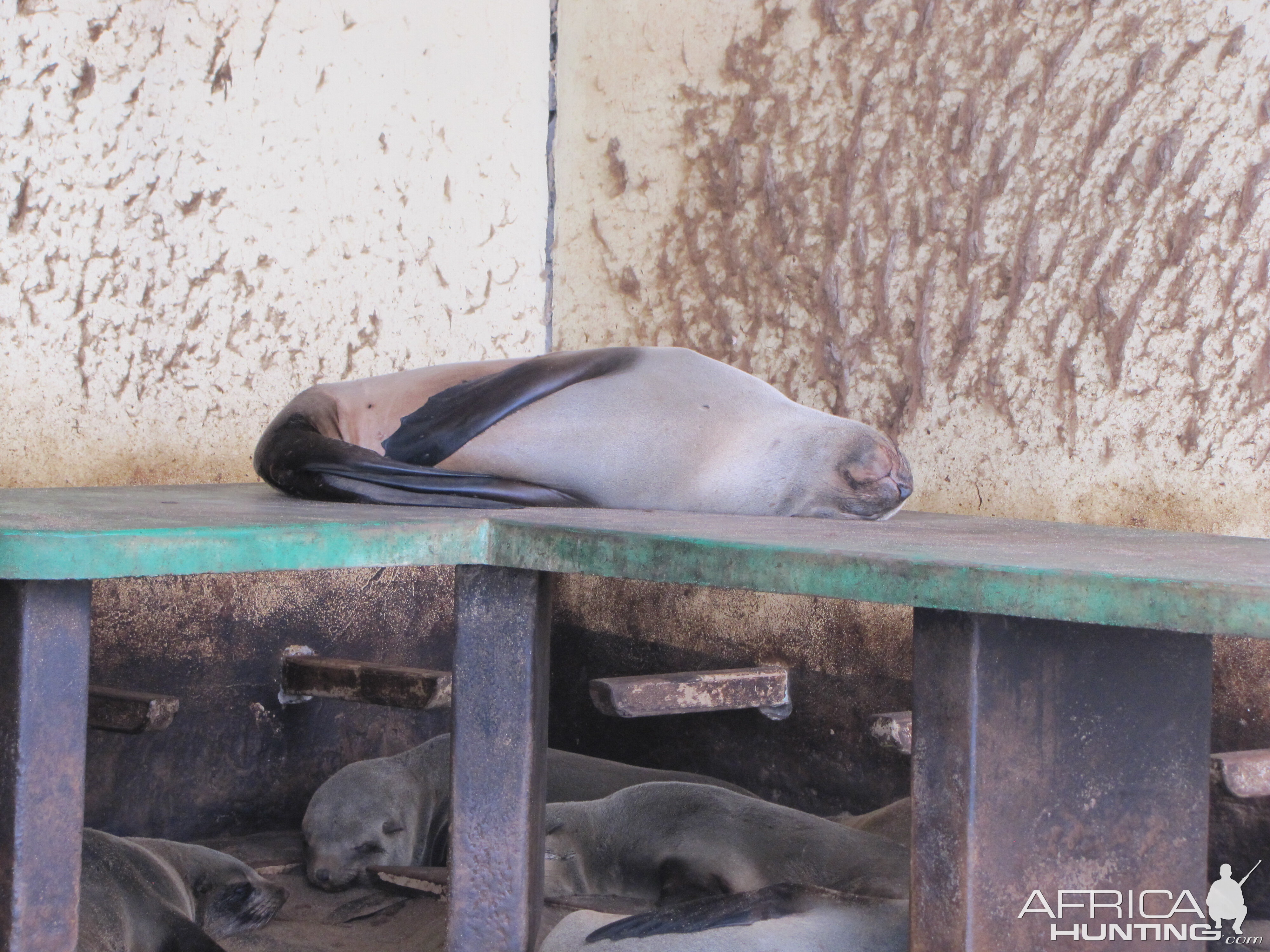 Namibia Cape Cross Seal Colony