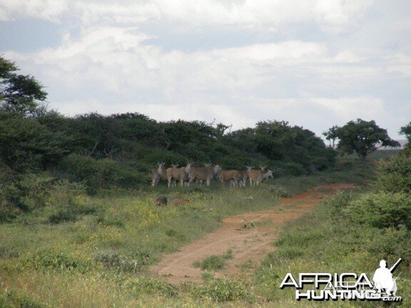 Namibia Cape Eland