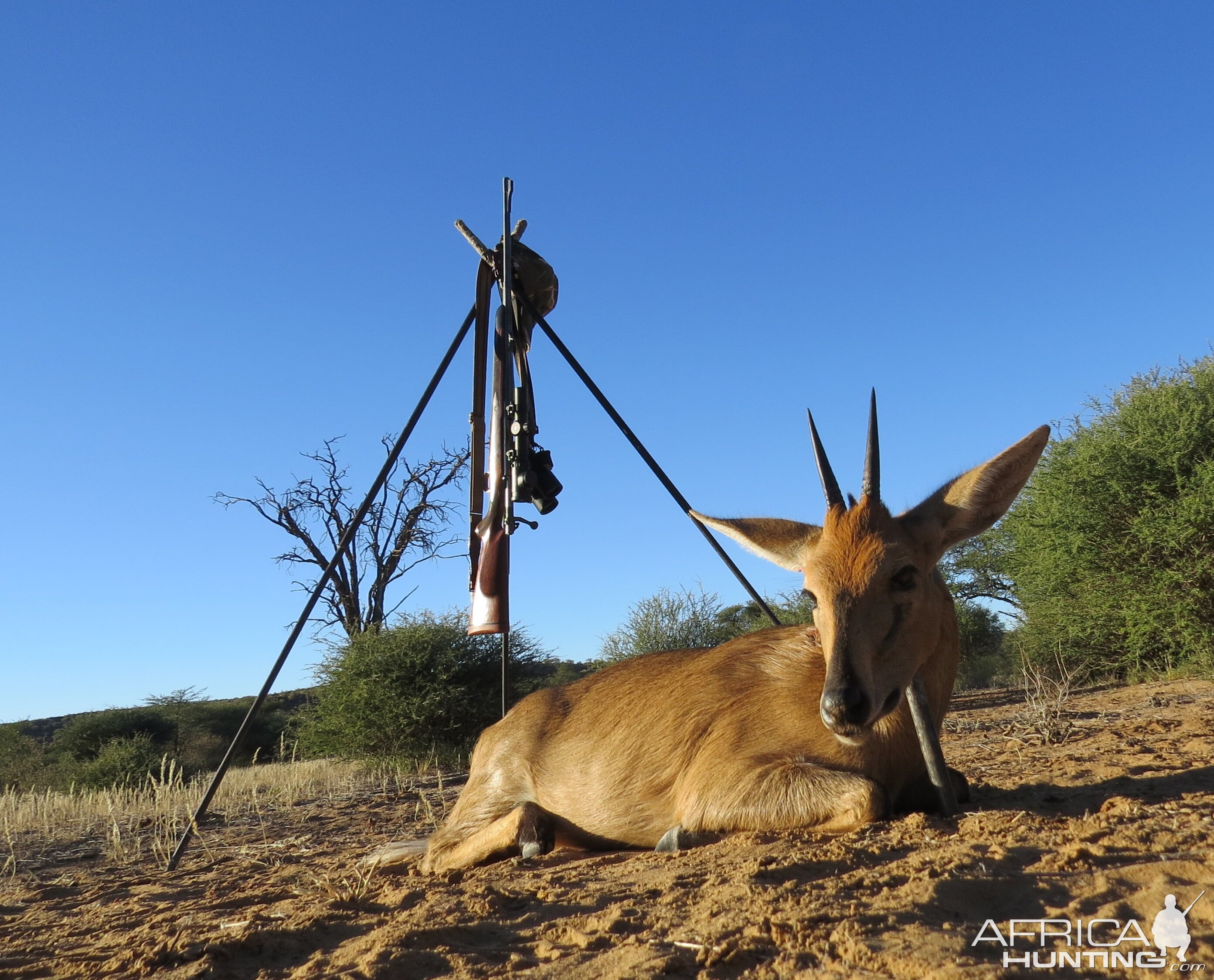 Namibia Duiker Hunt