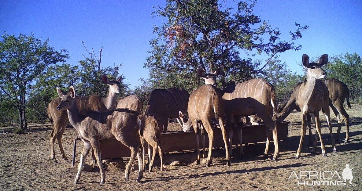 Namibia Female Kudu & calves Trail Cam Pictures