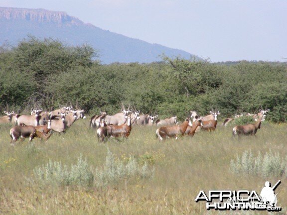 Namibia Gemsbok