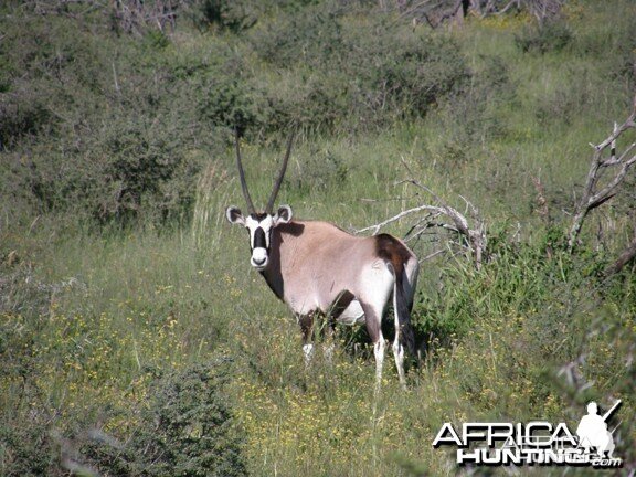 Namibia Gemsbok