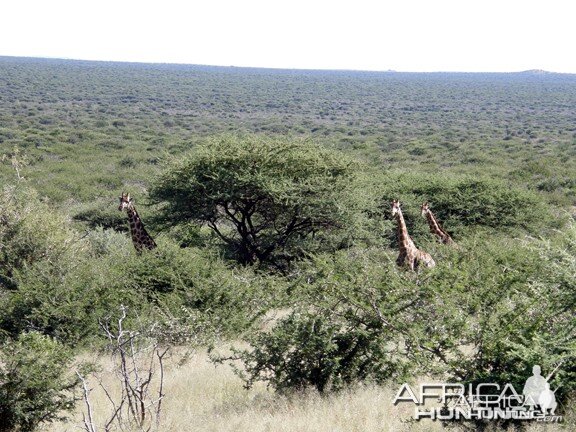 Namibia Giraffe