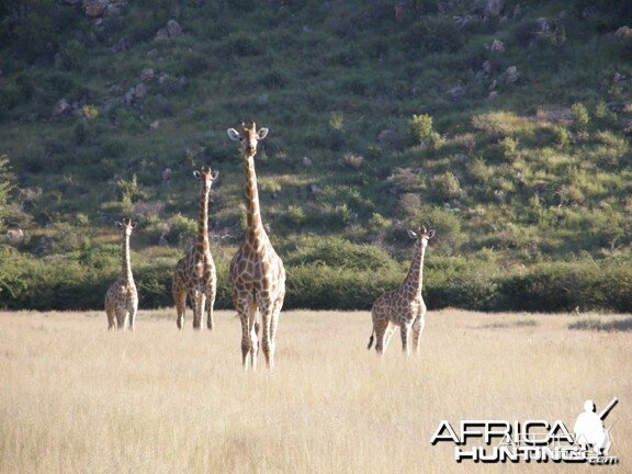 Namibia Giraffe