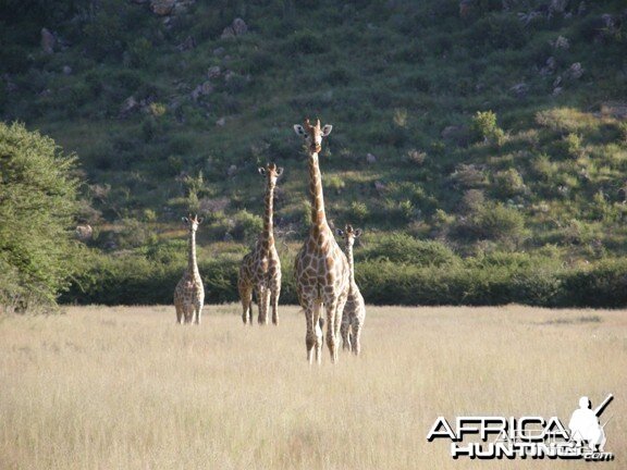 Namibia Giraffe