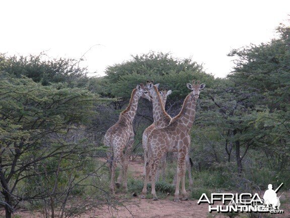 Namibia Giraffe