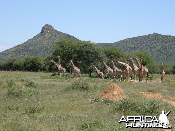 Namibia Giraffe