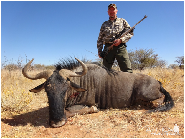 Namibia Hunt Blue Wildebeest