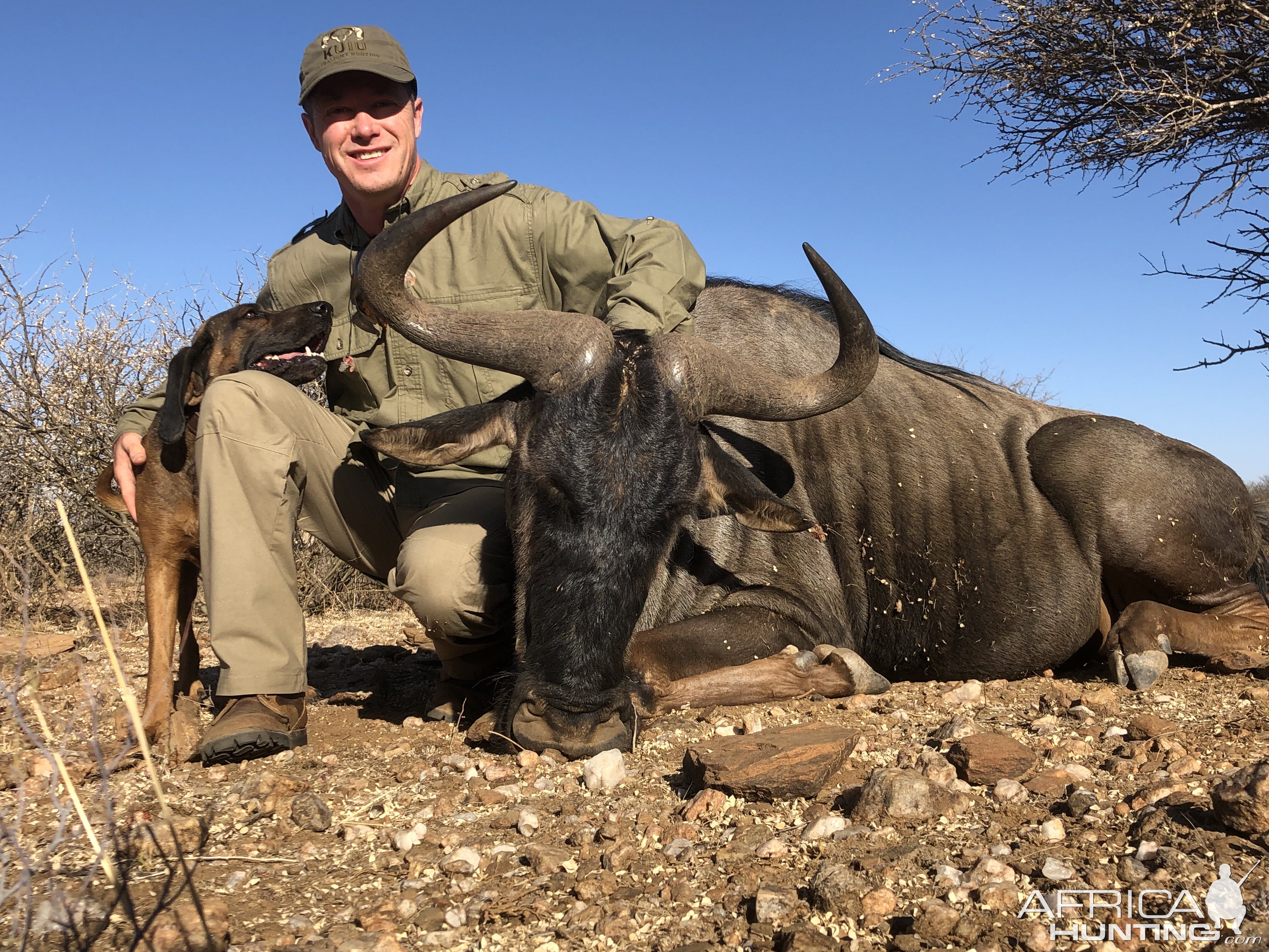 Namibia Hunt Blue Wildebeest