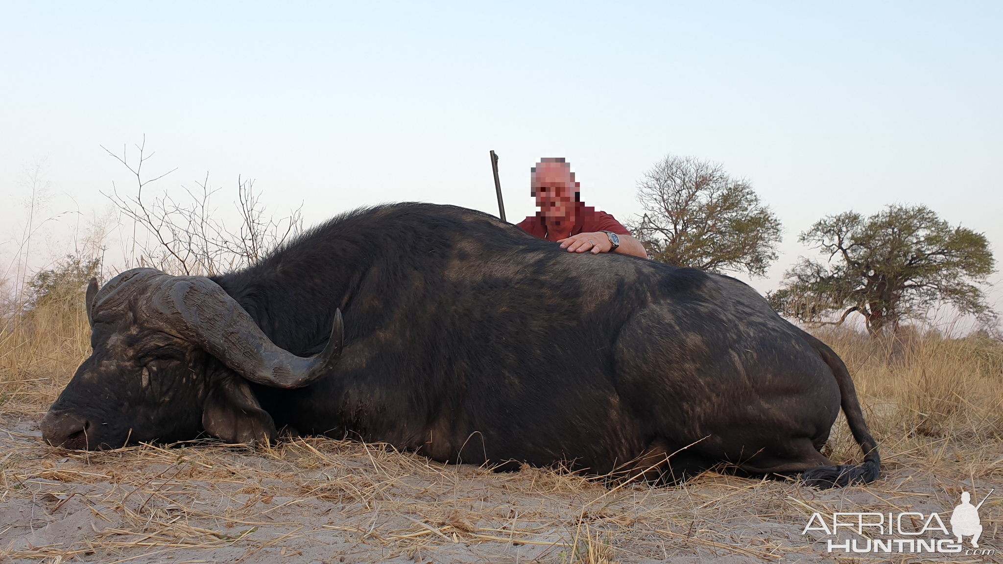 Namibia Hunt Buffalo