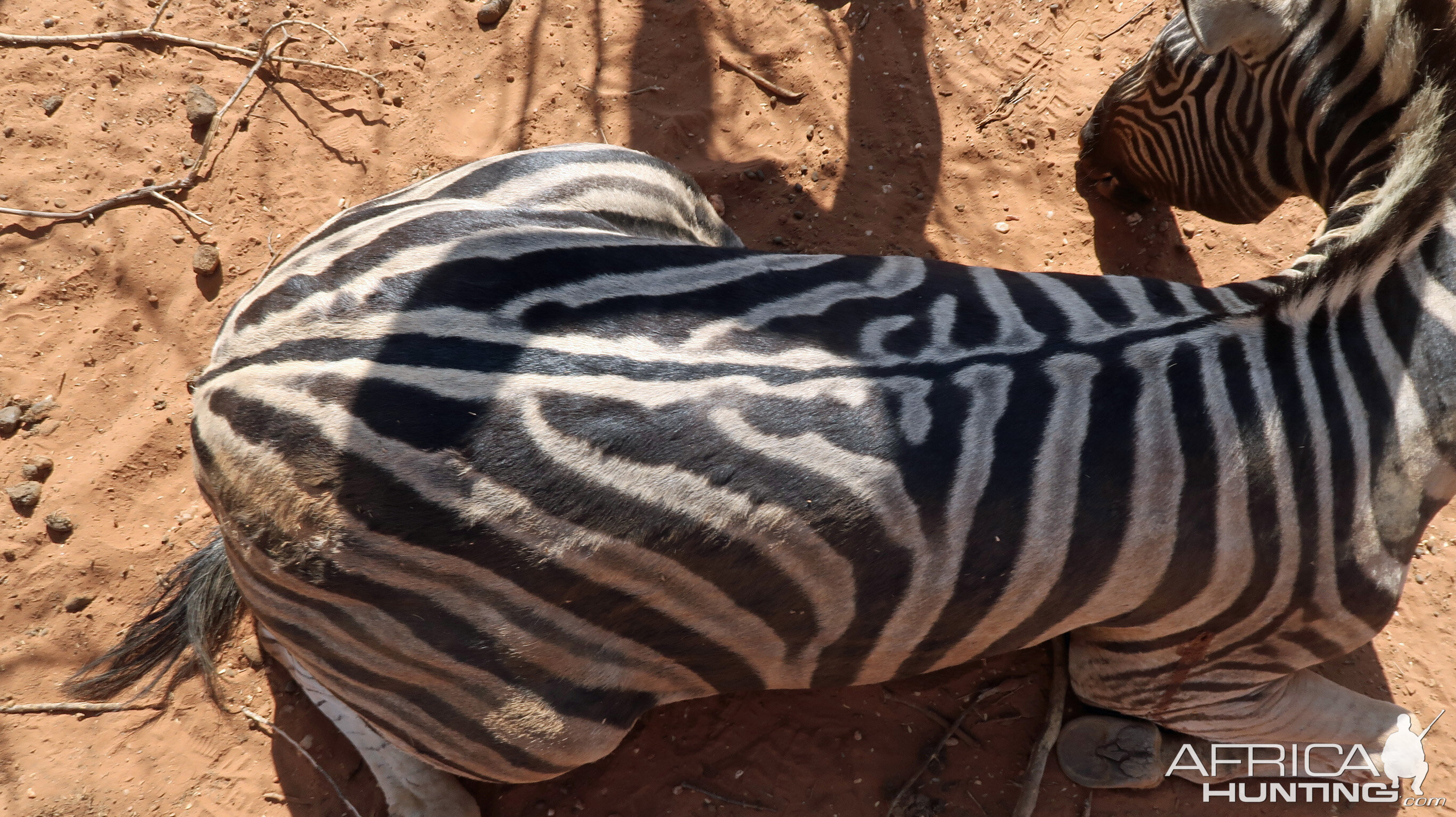 Namibia Hunt Burchell's Plain Zebra