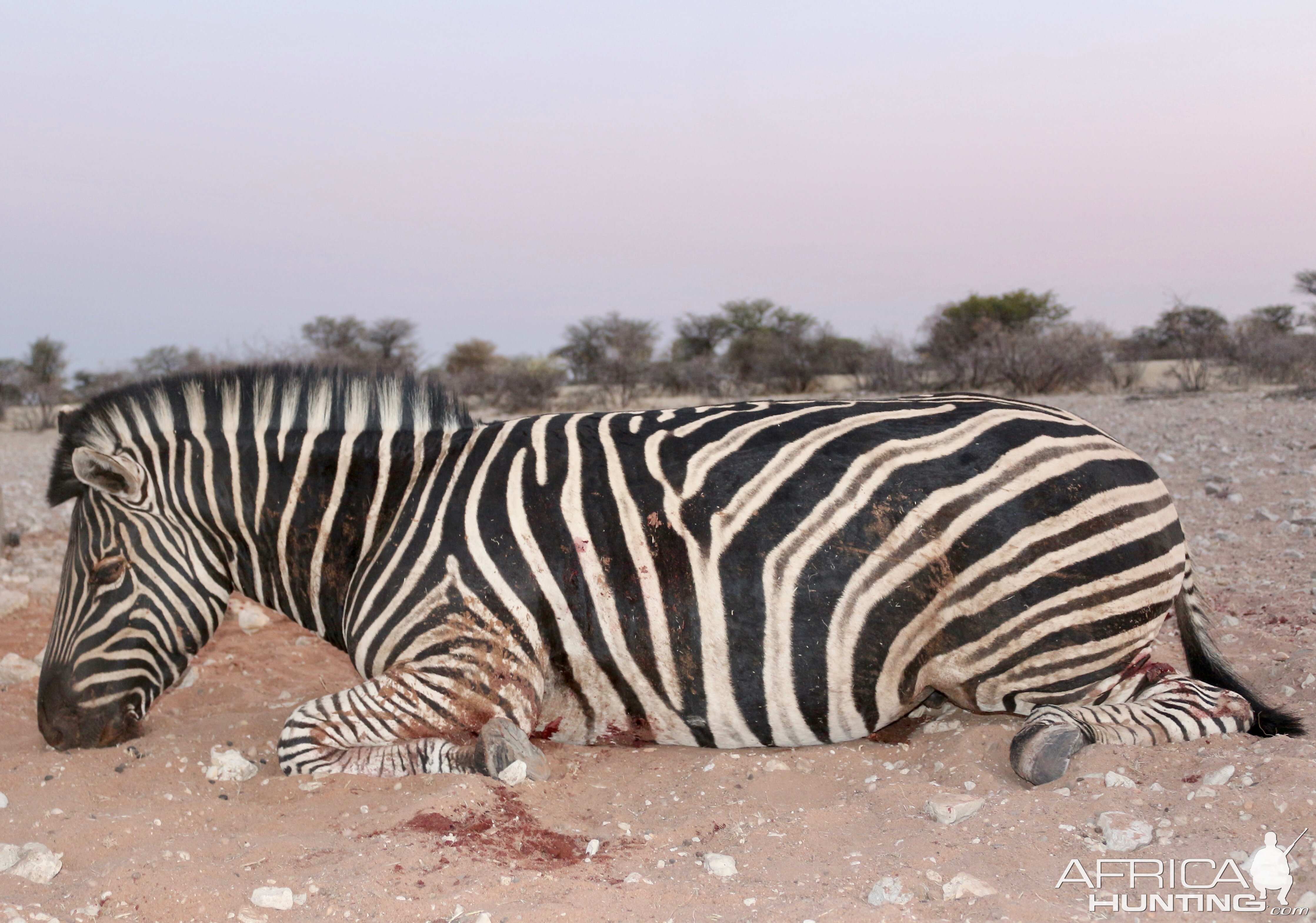 Namibia Hunt Burchell's Plain Zebra