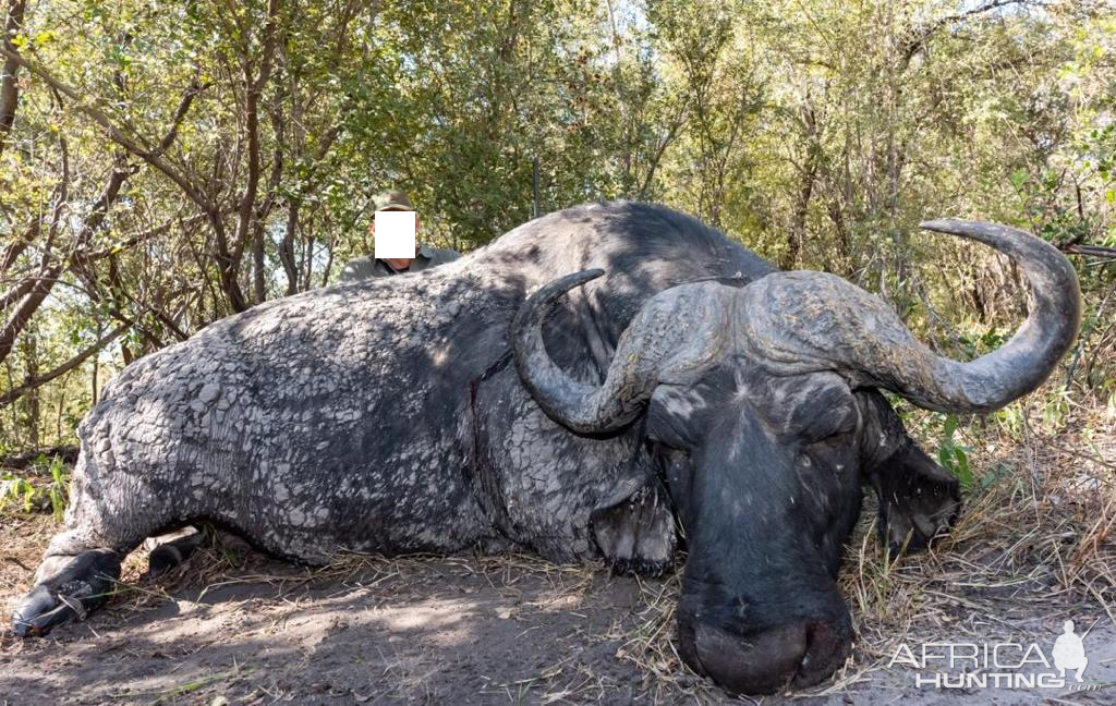 Namibia Hunt Cape Buffalo