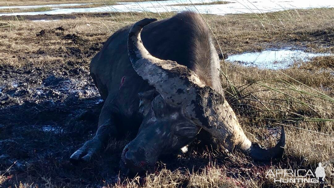 Namibia Hunt Cape Buffalo