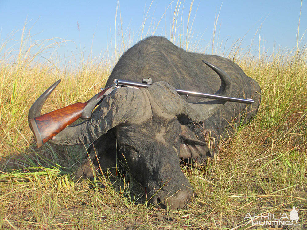 Namibia Hunt Cape Buffalo