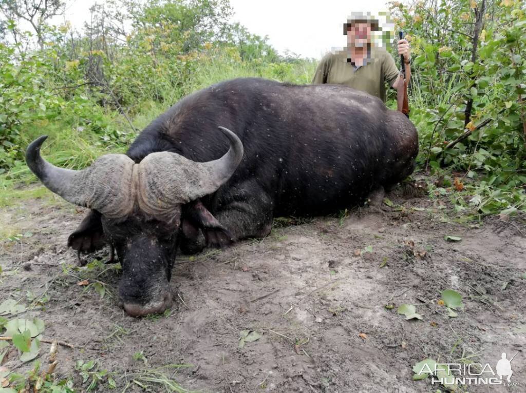 Namibia Hunt Cape Buffalo